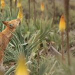 Lobos etíopes trocam carne por néctar e surpreendem cientistas