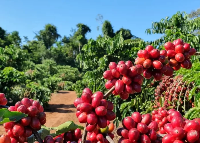 Cafacaremilhoficammaisbaratosnestaquarta-feira15_0355190001736919588.webp