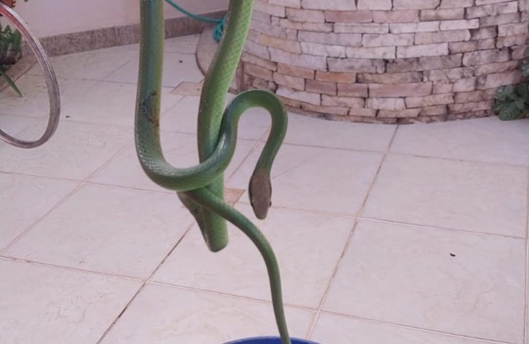 cobra bombeiros