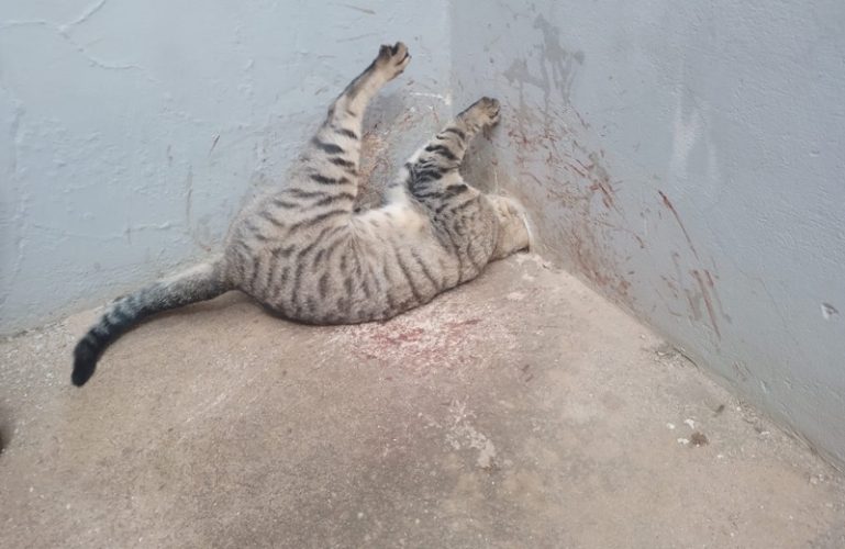 gato preso